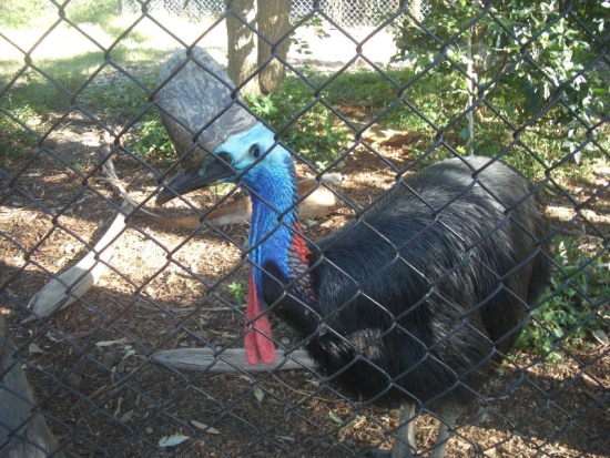 Cassowary