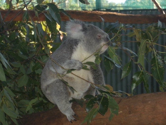 Koala Eating