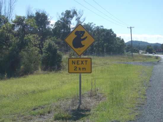 Koala Crossing