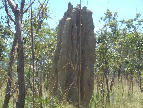 Magnetic Termite Mounds
