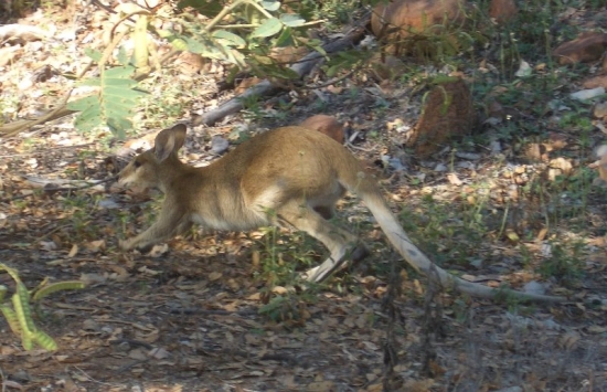 Wallaby in the Wild