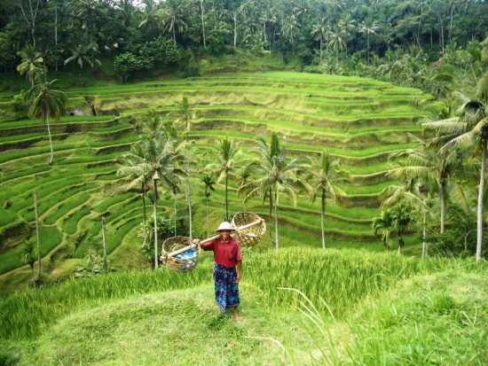 Rice Terraces