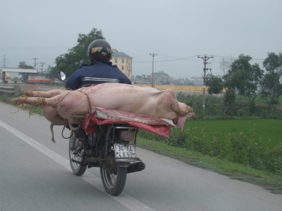 Hog Tied on a One-Way Ride