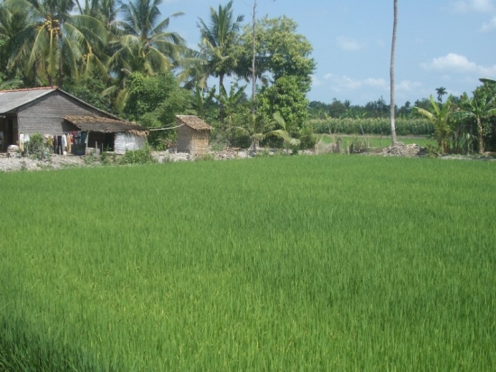 Mekong Delta Rice Field