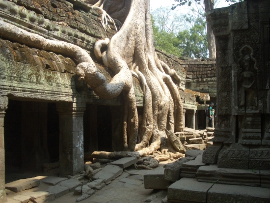 Trees on the Temple