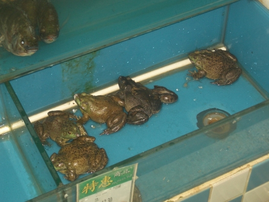 Wal*Mart--Always Low Prices--For Frogs!