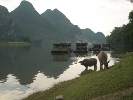 Water Buffalo at Puyi Village