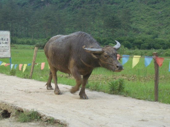 Water Buffalo Crossing
