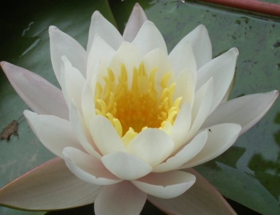 Water Lilly