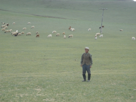 Man in Field with Sheep and Telephone Pole