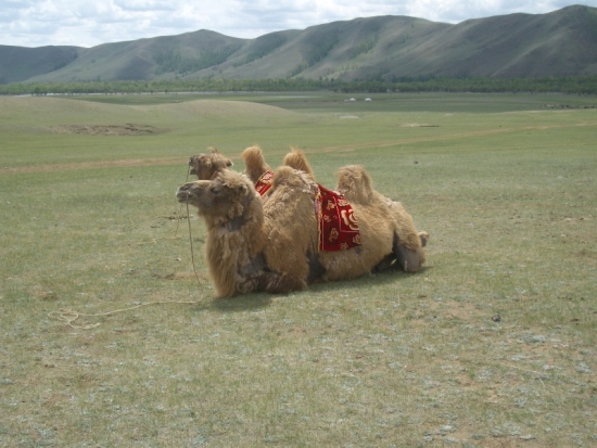 Two Humped Camel at Rest