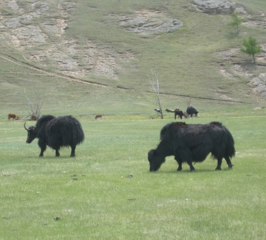 Yaks