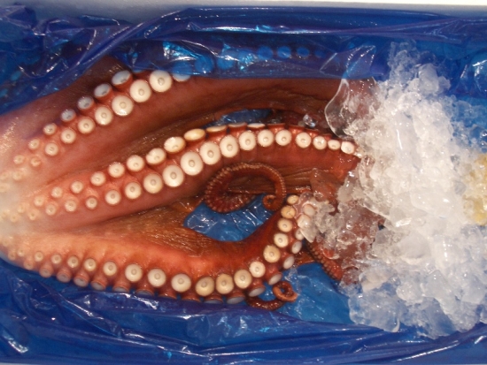 Octopus on Ice