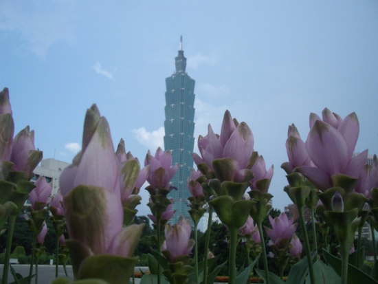 World's Tallest Tulips