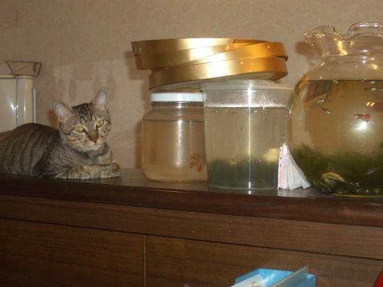 Guarding the Food Supply