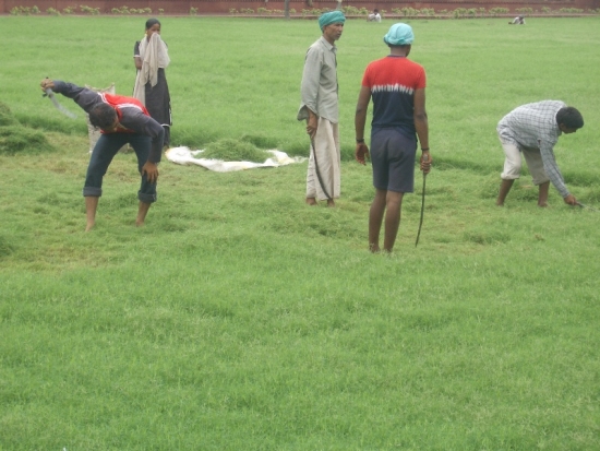 Cutting the Grass