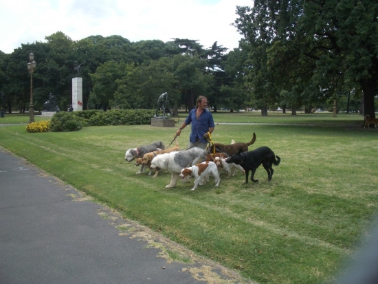 Buenos Aires Dog Walker