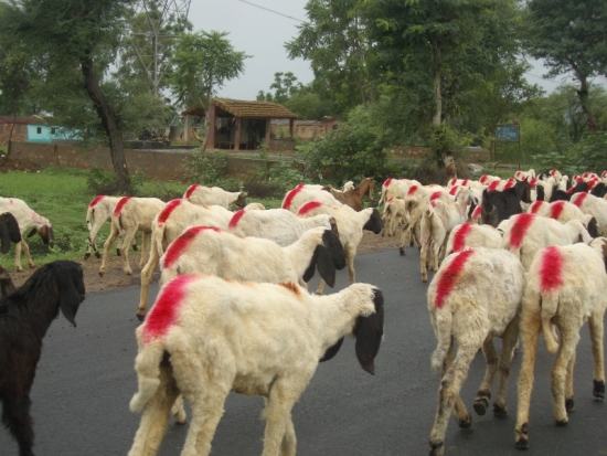 Sheep Roundup