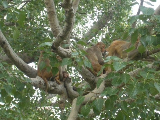 Monkey Tree