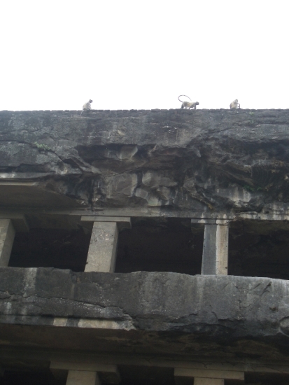 Monkey Roofline