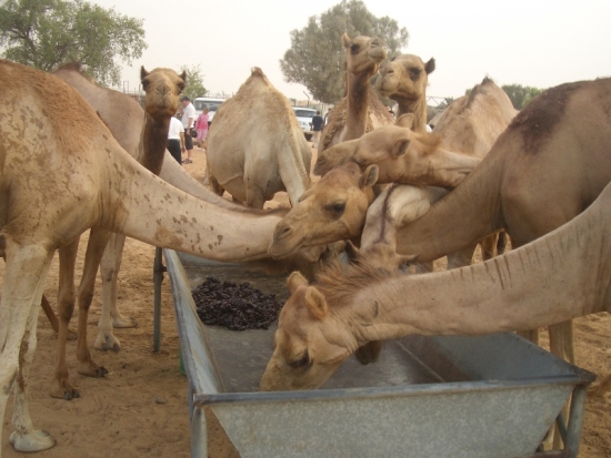 Camel Feeding Trough