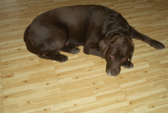 Nisse