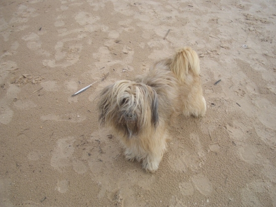 Jack on the Beach