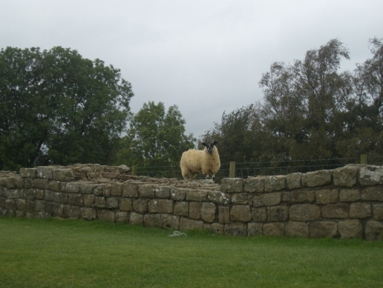 21st Century Sheep Stands on 2nd Century Hadrian's Wall