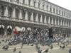 Pigeon Whirlwind