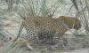 Leopard Ditching the Paparazzi