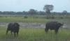 Buffalo Stare