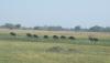 Wildebeest Parade