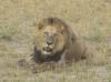 Lion with a Leg Wound