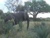 The Elephant & the Acacia