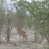 Mother & Baby Impala