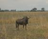 Wildebeest