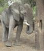 Elephant Eating Tree Leaves