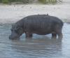 Hippo with Birds Pecking at His Wounds from a Fight