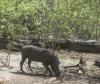 Wart Hog Wart Hog