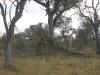 Giraffes Feeding