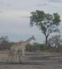 8-Legged Giraffe