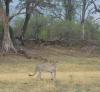 Cheetah Sniffing the Air