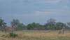 Cheetahs Looking for Dinner