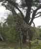 Dark-Spotted Giraffe