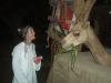 Feeding the Camel