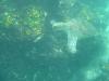 Sea Turtle