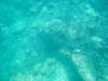 Shark!