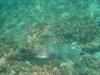 Fish Having His Lunch