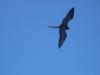 Frigate Bird in Flight