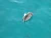 Pelican Swimming